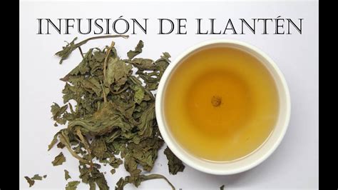 Como Preparar Té De Llantén Y Algunos Beneficios De Tomar