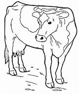 Cow Vaquinha Animal Colorir Desenhos Longhorn Trabalhos Outros Decalque Lembrando ótimos Esses Poplembrancinhas sketch template