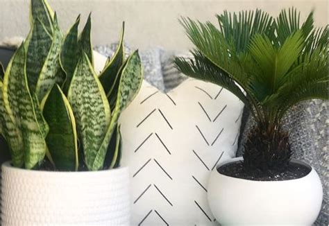 local woman  modern potted plants  winter homes crave