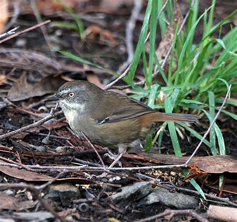 white browed scrubwren birds  backyards