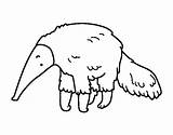 Anteater Furry Coloring Colorear Coloringcrew Drawing Getdrawings sketch template