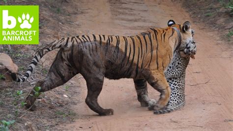 Bengal Tiger Attacks And Kills Leopard Forbez Dvd