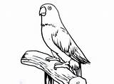 Sketsa Burung Lovebird Mewarnai Bagus sketch template