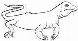 Goanna Drawings Pencil Outline Drawing Animal Simple So Allaboutdrawings sketch template