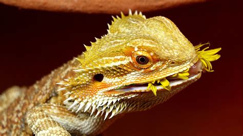 bearded dragon diet guide complete     owners