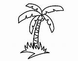 Palmeras Dibujos Para Colorear Playa Con Dibujo Tree Palmera Coloring Pintar Tropical Palm Guardado Desde Childrencoloring La Imprimir Un Coloringcrew sketch template
