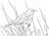 Blackbird Red Coloring Winged Pages Wing Branch Bird Drawing Perched Supercoloring Printable Thrush Main Google Choose Board Search Skip sketch template