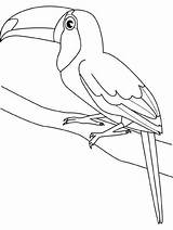 Coloring Toucan Popular Bird Kids sketch template