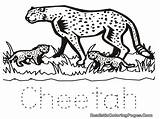 Cheetah Coloring Pages Animal Realistic Results sketch template