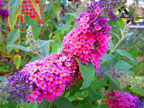 butterfly bush varieties  pictures   care