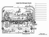 Cycle Nitrogen Pdf Downloading Higher Resolution Exploringnature sketch template