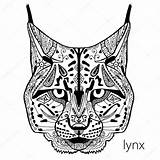 Lynx Zentangle Bianco Gatto Modelli Dello Etnici Selvatico Lince Antistress Ethnic sketch template