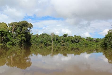 amazonewoud bedreigd door extreemrechtse president brazilie animals today