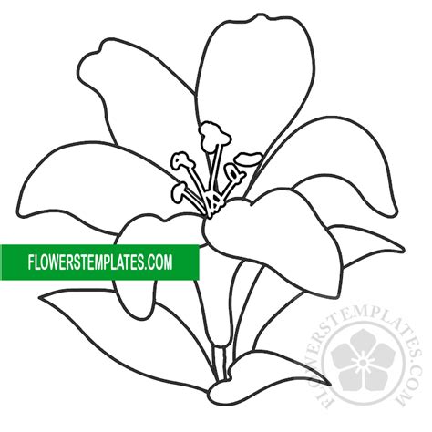 easter lily coloring page flowers templates
