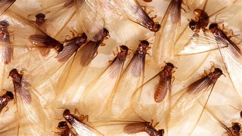 termites swarm   south   mating season begins