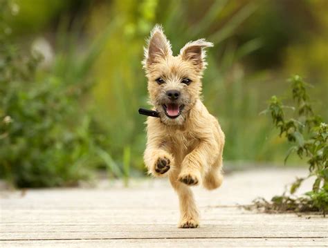 cairn terrier dog breed   cairn terriers