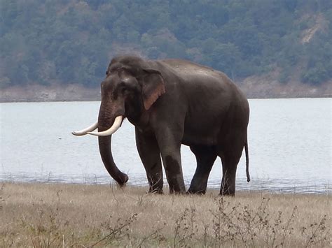 wild indian elephant bull elephas maximus   jim corbett national park uttar pradesh