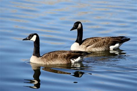 Free Picture Birds Pair Canadian Geese Water