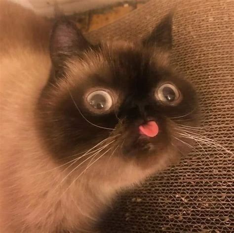 super duper omega blep funny cat pictures cute baby animals cat memes