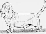 Dachshund Coloring Pages Printable Dog Getdrawings Getcolorings Color Print sketch template