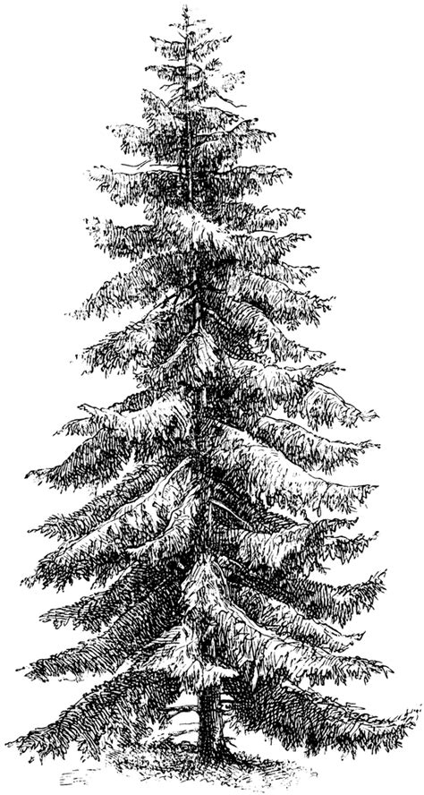 douglas fir tree drawing clip art library