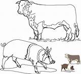 Coloring Pages Angus Cow Beef Template sketch template