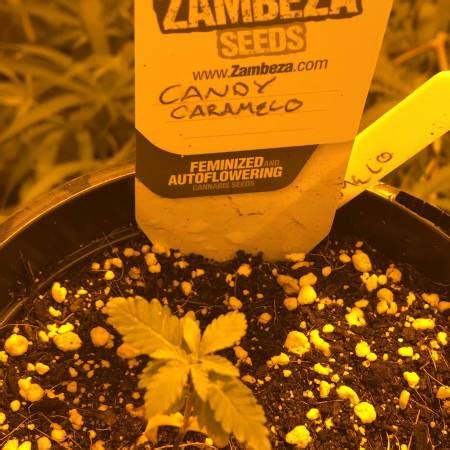 zambeza candy caramelo fast flowering grow diary journal week  kingkush growdiaries