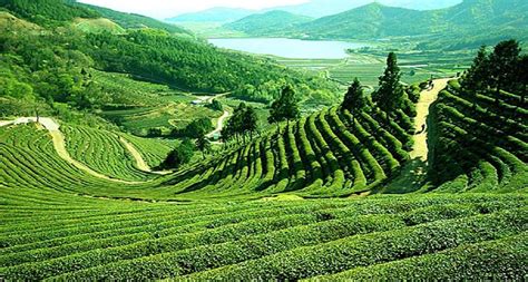 darjeeling the best holiday destination is known as the