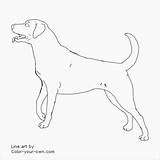 Coloringbay Retriever sketch template