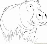 Hippopotamus Loking Coloringpages101 sketch template