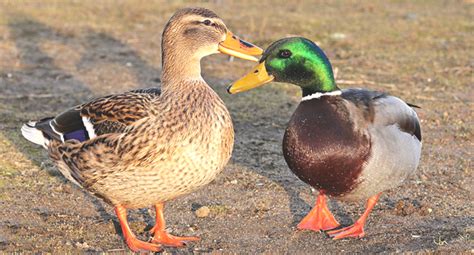 differences  male  female ducks roys farm