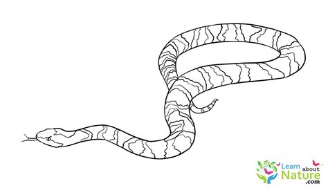 snake coloring page  learn  nature
