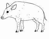 Wild Coloring Pig Pages Color Supercoloring Online Boar Drawing Categories Printable sketch template