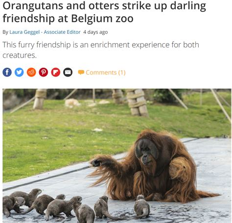 week  science  asm orangutans  sea otters