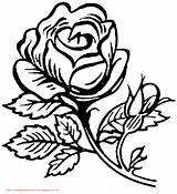 Mawar Mewarnai Bunga Paud Meningkatkan Kreatifitas Bermanfaat Kepada sketch template