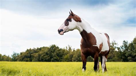 american paint horse facts  information breed profile