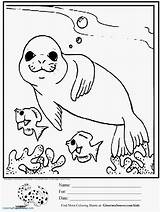 Coloring Elephant Seal Pages Getcolorings Seals sketch template