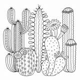 Kaktusy Succulent Succulents Kolorowanka Druku Pustynne Verbnow Scribble Contour Malowankę Wydrukuj Drukowanka sketch template