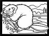 Beaver Coloring Pages Colouring Canadian Printable Clipart Beavers Drawing Wood Wildlife Bever Kleurplaat Book Puzzle Kids Chewing Cute Personal Choose sketch template