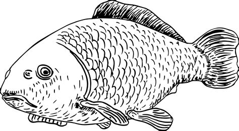 realistic fish sketch carp lake fish concept art  horoscope