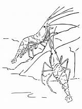 Garnelen Gambero Ausmalbild Crevettes Zwei Garnele Crostacei Coloriages Shrimps Printmania sketch template