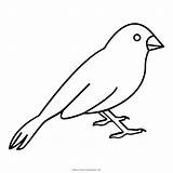 Canary Vogel Birds Drawing Ausmalbilder Finch Sparrow Getdrawings Drawings Ultracoloringpages sketch template