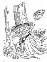 Coloring Bass Pages Fishing Fish Wood Burning Adult Patterns Drawings Adults Pyrography Colouring Book Stencils Books Drawing Crafts Realistic Artwork sketch template