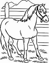 Preschool Cavalo Pferde Caballos Malvorlagen Pferd Caballo Hotelsmod sketch template
