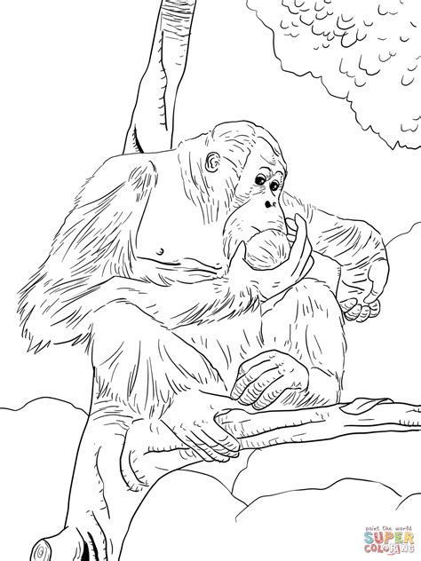 orangutan coloring pages kidsuki
