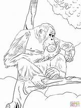 Orangutan Coloring Pages Bornean Printable Color Template Orangutans Gorilla Sheet Sketch Popular sketch template