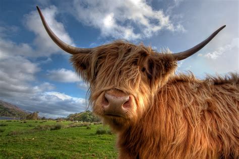 curious highland cow a curious highland cow near loch