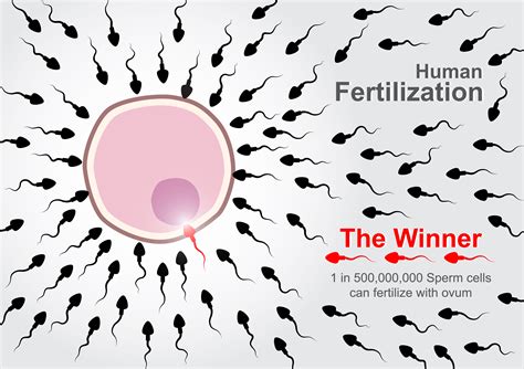 human fertilization  sperm cells race  fertilize