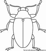 Colorat Carabus Insecte Insect sketch template