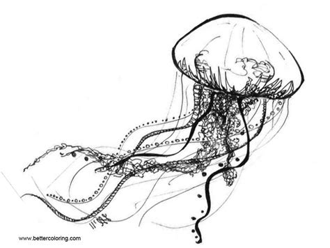 jellyfish coloring pages  adults  printable coloring pages